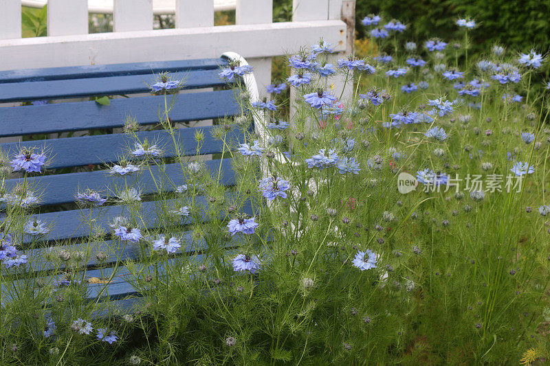 杂草丛生的花园长凳的图像，自然播种开花的矢车菊和蓝色的nigella花/ damascena /在雾中自播种野生动物花园的爱，白色的尖桩栅栏柱和用木漆漆成蓝色的铁木长凳